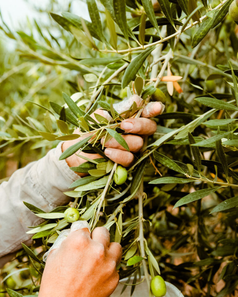 Descubri El Aceite De Oliva Zuelo